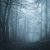 The Eastern Forest of Wolfshield: A History
